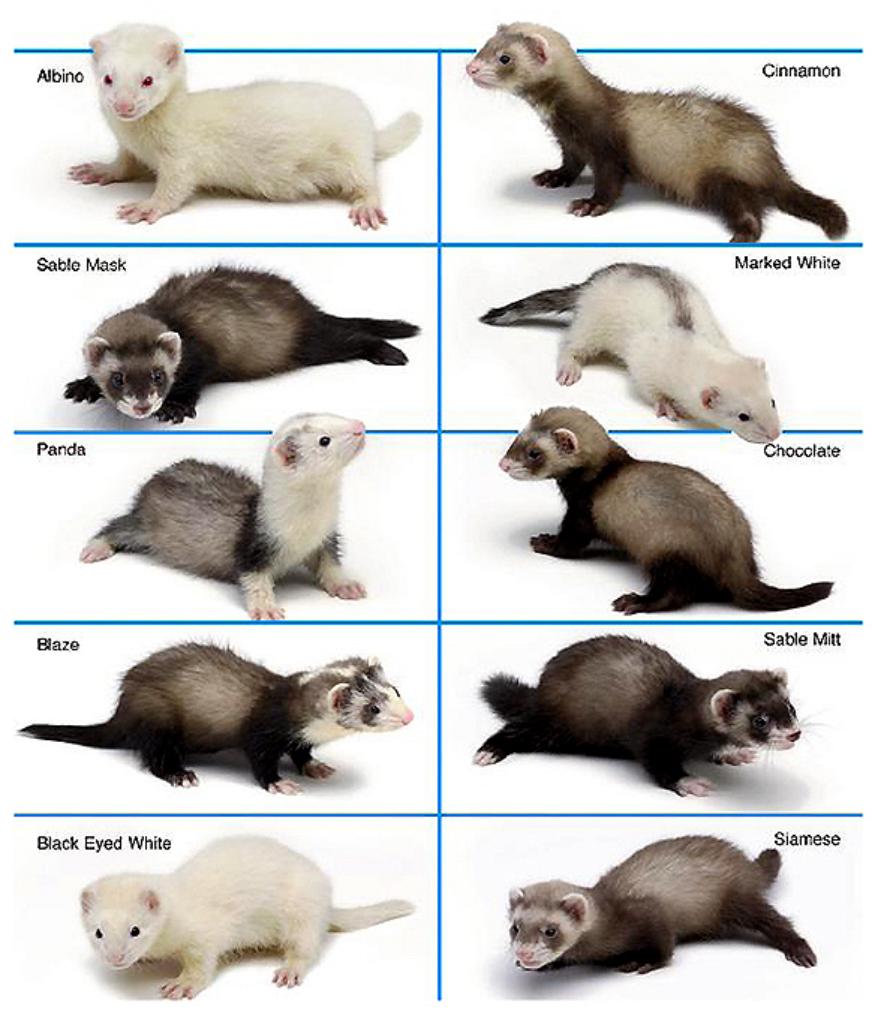 Ferret Colours And Types