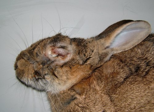 Diseased Rabbit